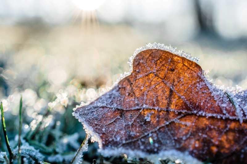 How to prepare your garden for winter!!!