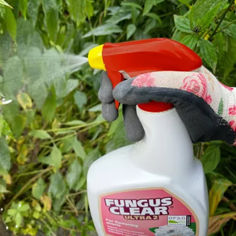 Fungus Clear Ultra Gun RTU 800ML - 346936 Weed Control Stax Trade Centres Ltd, (BIRA) aug25 Brand_Weedol CarlR Collections_Weedkillers Product Type_Weed Control Product Type_Weedkillers Weed Killer weedkiller Weedkillers Weedol