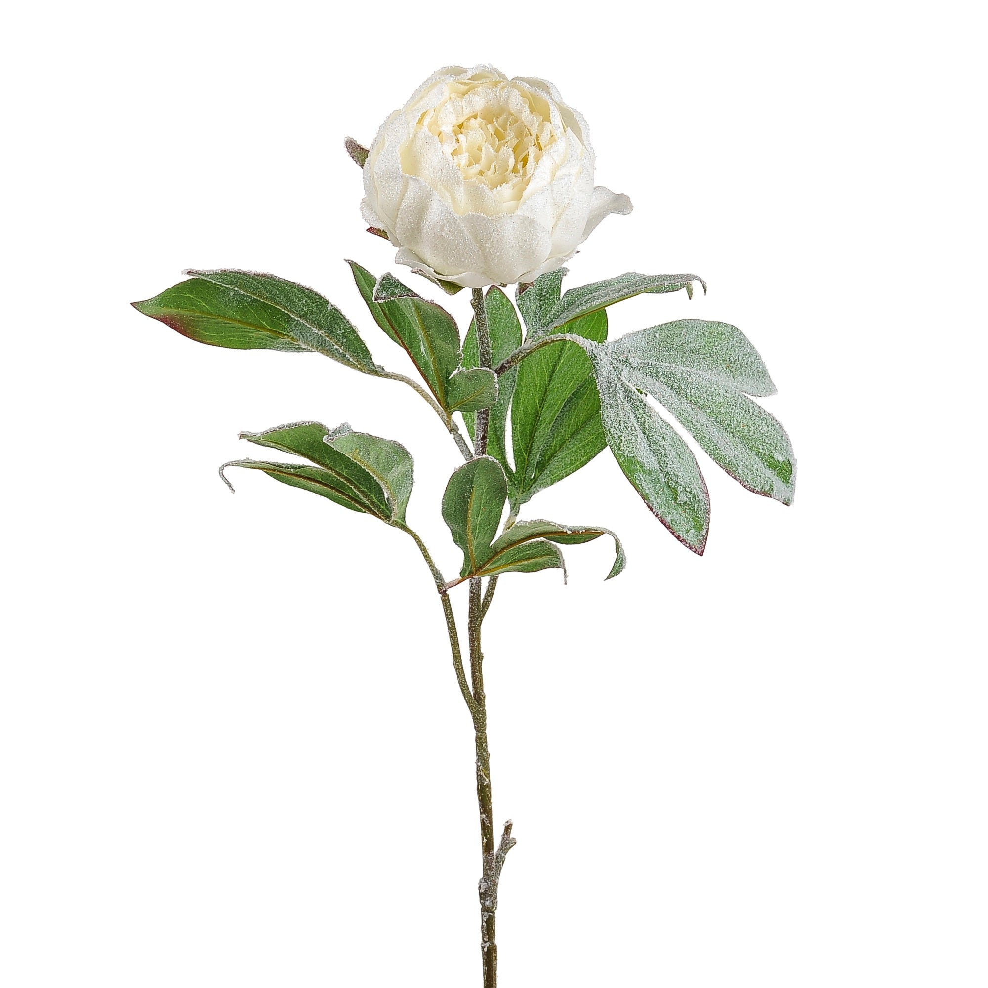 Artificial 11038981 Frosted Peony White Length 80cm - Premium Artificial Flowers from CB Imports - Just $5.5! Shop now at W Hurst & Son (IW) Ltd