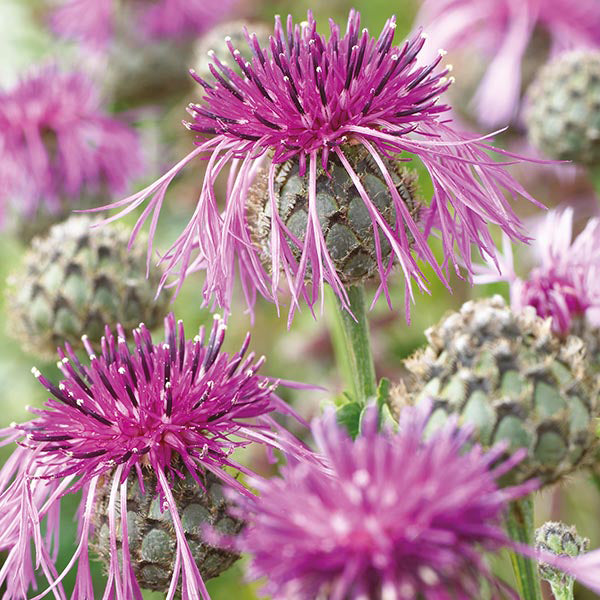 Mr. Fothergill's 21462 Wildflower Greater Knapweed - Premium Seeds from Mr. Fothergill's Seeds Ltd - Just $2.79! Shop now at W Hurst & Son (IW) Ltd