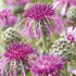 Mr. Fothergill's 21462 Wildflower Greater Knapweed - Premium Seeds from Mr. Fothergill's Seeds Ltd - Just $2.79! Shop now at W Hurst & Son (IW) Ltd