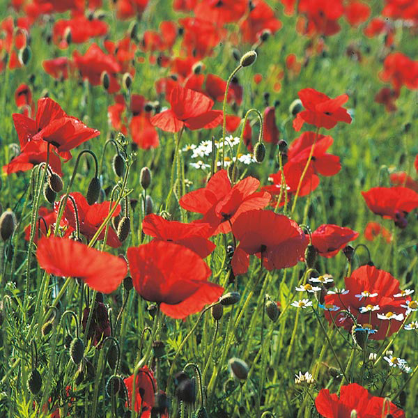 Mr. Fothergill's 19257 Wild Poppy Seeds - Premium Seeds from Mr. Fothergill's Seeds Ltd - Just $2.79! Shop now at W Hurst & Son (IW) Ltd