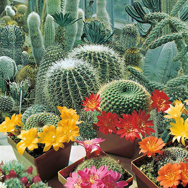 Mr. Fothergill's 11003 Cactus Flowers Seeds - Premium Seeds from Mr. Fothergill's Seeds Ltd - Just $3.49! Shop now at W Hurst & Son (IW) Ltd