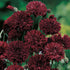 Mr. Fothergill's 13713 Black Ball Seeds - Premium Seeds from Mr. Fothergill's Seeds Ltd - Just $2.79! Shop now at W Hurst & Son (IW) Ltd