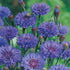Mr. Fothergill's Blue Ball Seeds - Premium Seeds from Mr. Fothergill's Seeds Ltd - Just $2.79! Shop now at W Hurst & Son (IW) Ltd