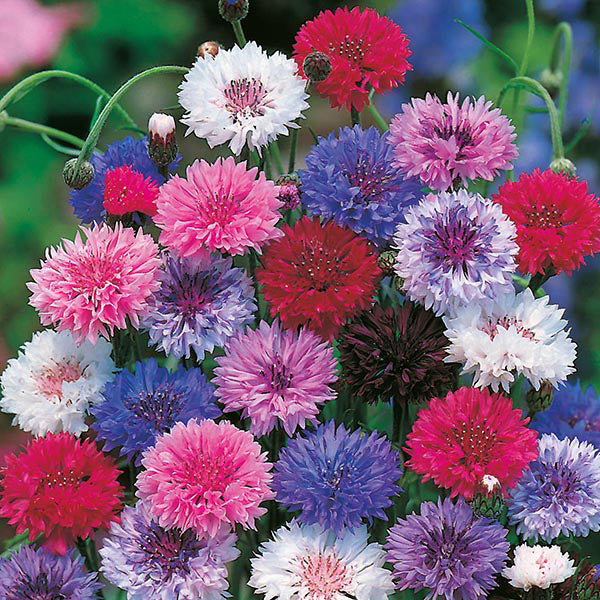 Mr. Fothergill's Tall Mixed Seeds - Premium Seeds from Mr. Fothergill's Seeds Ltd - Just $2.49! Shop now at W Hurst & Son (IW) Ltd