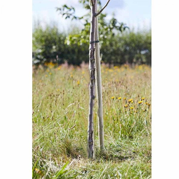 Smart Garden 4051003 Round Wooden Tree Stake 1.8Mtrs - Premium Canes / Sticks from SMART GARDEN - Just $2.99! Shop now at W Hurst & Son (IW) Ltd
